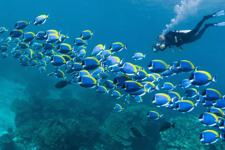 Scuba Diving